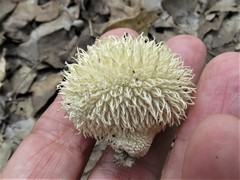 Lycoperdon pulcherrimum