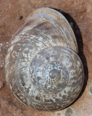 Iberus alonensis