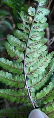 Athyrium leiopodum