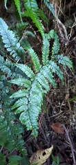 Athyrium leiopodum