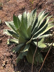 Agave seemanniana