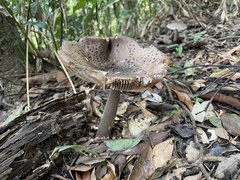 Amanita griseofolia