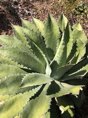 Agave seemanniana