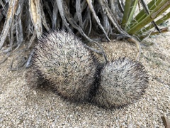 Escobaria alversonii