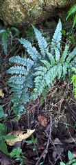 Athyrium leiopodum