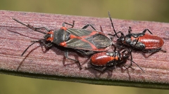 Caenocoris nerii