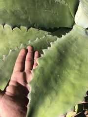 Agave seemanniana