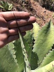 Agave seemanniana