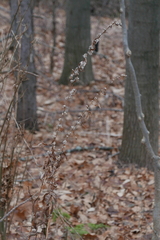 Solidago