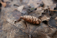 Picea