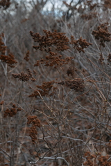 Amygdaloideae