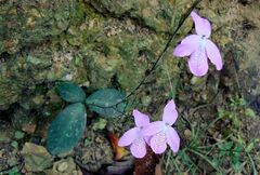Pseuderanthemum crenulatum