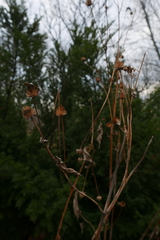 Rudbeckia