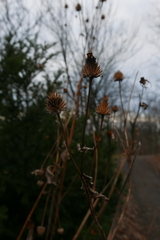 Rudbeckia