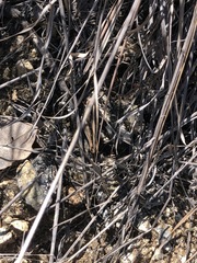 Rhammatocerus viatorius