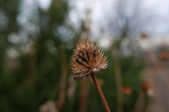 Rudbeckia