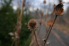 Rudbeckia