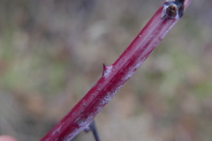 Rubus canadensis