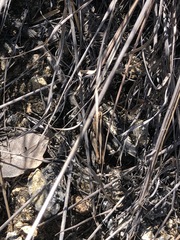 Rhammatocerus viatorius