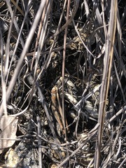 Rhammatocerus viatorius