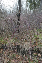 Rubus canadensis