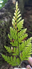 Davallia trichomanoides