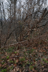 Symphyotrichum