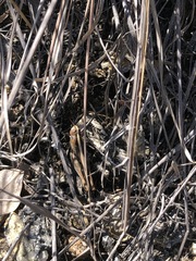 Rhammatocerus viatorius