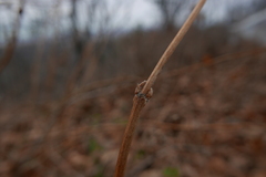 Magnoliopsida