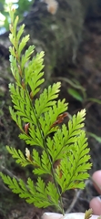 Davallia trichomanoides