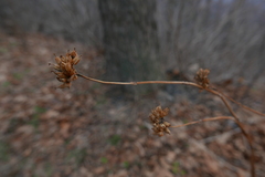 Magnoliopsida