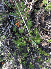 Clinopodium mexicanum