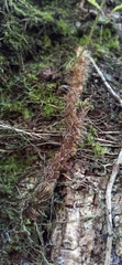 Davallia trichomanoides