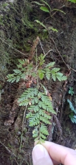 Davallia trichomanoides