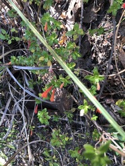 Clinopodium mexicanum