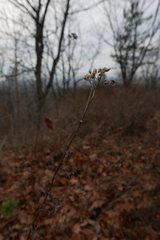 Asteraceae