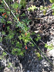 Clinopodium mexicanum