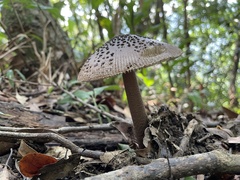 Amanita griseofolia