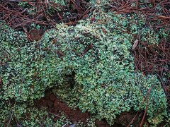 Cladonia apodocarpa