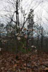 Asteraceae