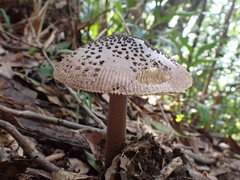 Amanita griseofolia