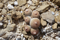 Epithelantha greggii