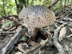 Amanita griseofolia