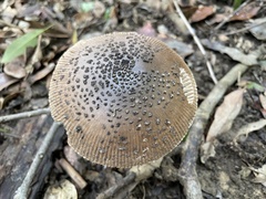 Amanita griseofolia