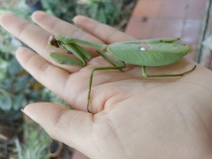 Stagmatoptera septentrionalis