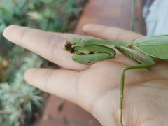 Stagmatoptera septentrionalis