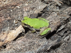 Hyla avivoca