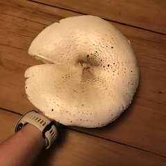 Termitomyces reticulatus