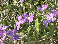 Matthiola tricuspidata
