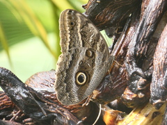Caligo illioneus illioneus